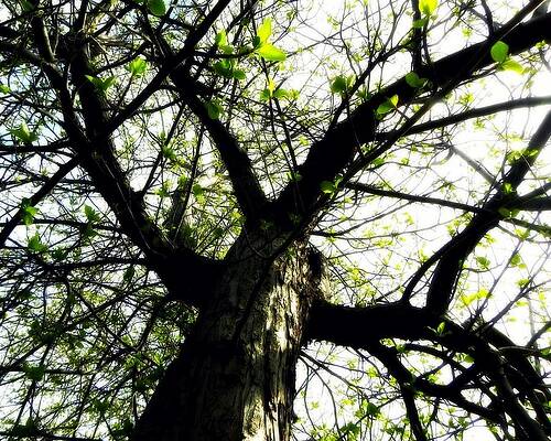 Photograph - New Leaves by Amanda R Wright