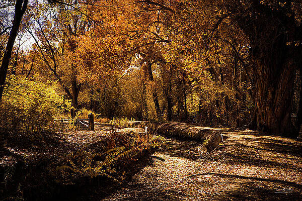 Nature Wall Art featuring the photograph New Mexico Acequia In The Fall by Howard Holley