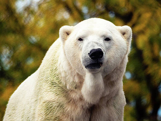 Wildlife Photograph - New Mexico - Albuquerque Zoo - Polar Bear by Robert Niemeier