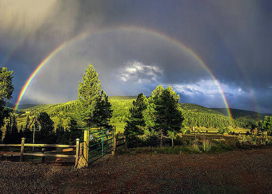 Tree Wall Art featuring the photograph New Mexico - Rainbow by Robert Niemeier