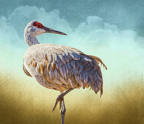 Wall Art featuring the photograph New Mexico Sandhill Crane by Rebecca Herranen