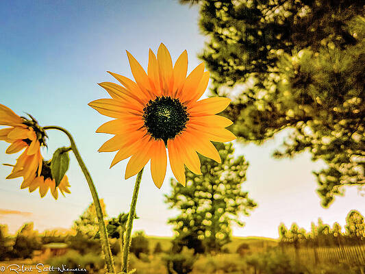 Tree Photograph - New Mexico - Sunflower by Robert Niemeier