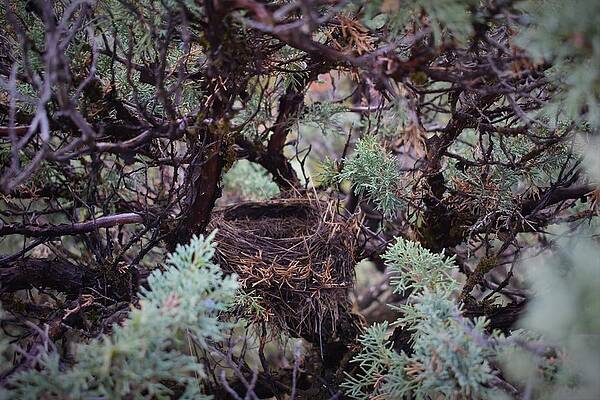 Nature Wall Art featuring the photograph New Nest by Alden White Ballard