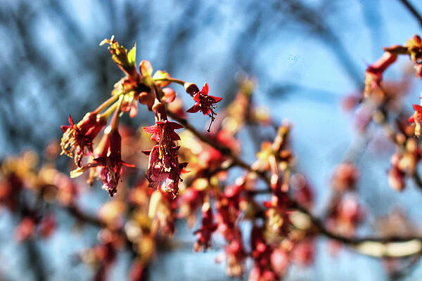 Wall Art featuring the photograph Newark Cherry Blossom Series - 1 by Christopher Lotito