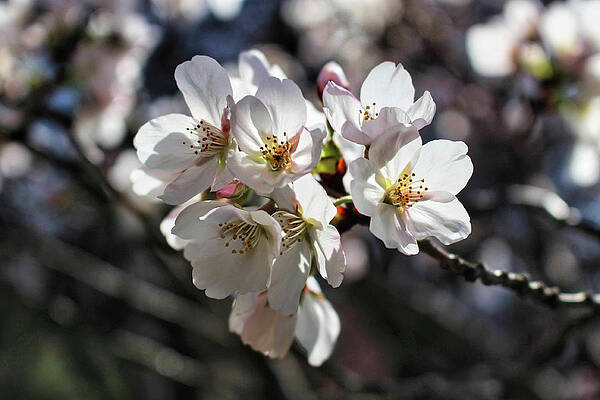 Wall Art featuring the photograph Newark Cherry Blossom Series - 10 by Christopher Lotito