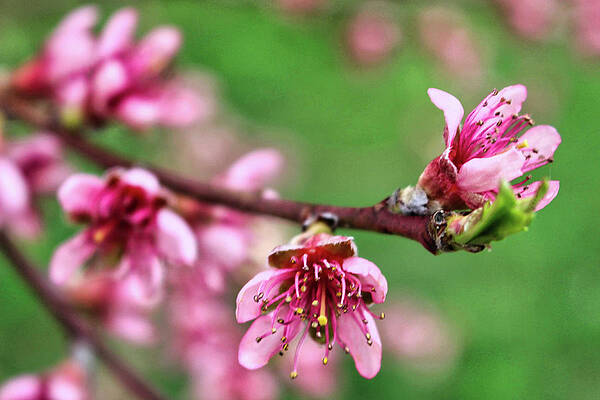 Wall Art featuring the photograph Newark Cherry Blossom Series - 11 by Christopher Lotito