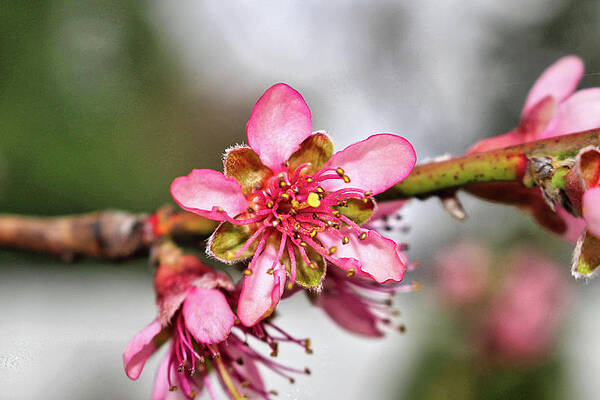 Wall Art featuring the photograph Newark Cherry Blossom Series - 12 by Christopher Lotito