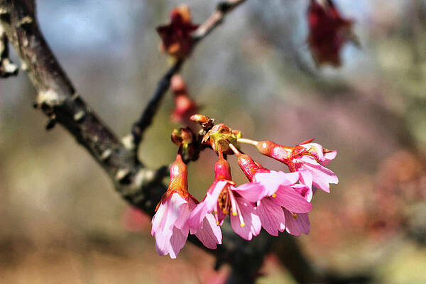 Wall Art featuring the photograph Newark Cherry Blossom Series - 2 by Christopher Lotito