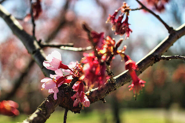Wall Art featuring the photograph Newark Cherry Blossom Series - 3 by Christopher Lotito