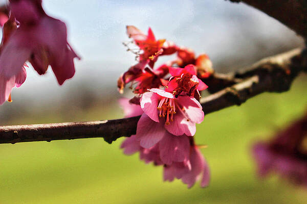 Wall Art featuring the photograph Newark Cherry Blossom Series - 4 by Christopher Lotito