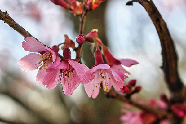 Wall Art featuring the photograph Newark Cherry Blossom Series - 5 by Christopher Lotito