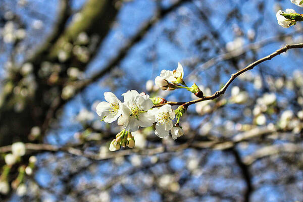 Wall Art featuring the photograph Newark Cherry Blossom Series - 6 by Christopher Lotito