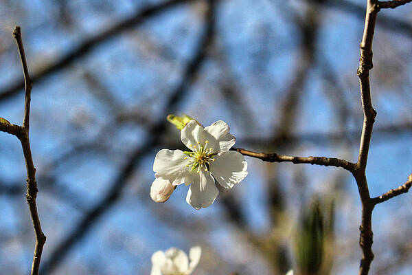Wall Art featuring the photograph Newark Cherry Blossom Series - 7 by Christopher Lotito