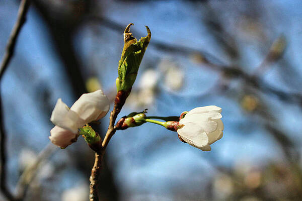 Wall Art featuring the photograph Newark Cherry Blossom Series - 8 by Christopher Lotito