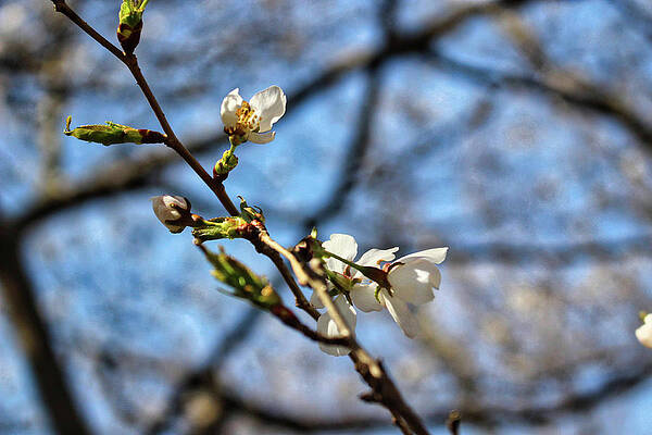 Wall Art featuring the photograph Newark Cherry Blossom Series - 9 by Christopher Lotito