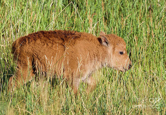 Colorado Wall Art featuring the photograph Newborn American Bison by Shirley Dutchkowski