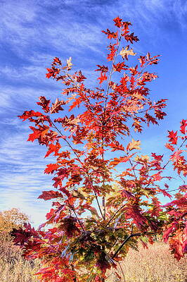 Spring Photograph - Nichols Creek Wildlife Area 10 by Dale Kauzlaric
