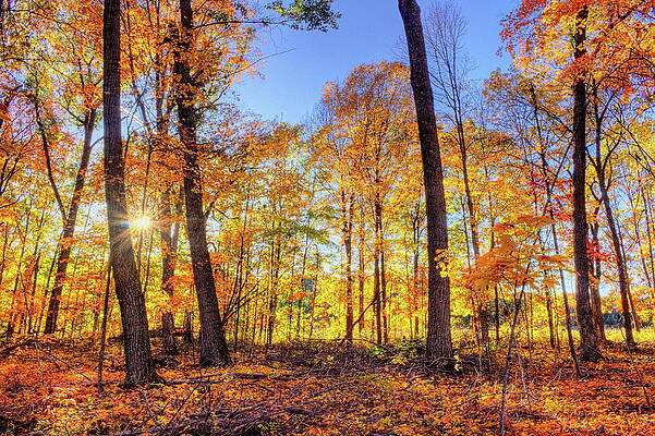 Spring Photograph - Nichols Creek Wildlife Area 14 by Dale Kauzlaric