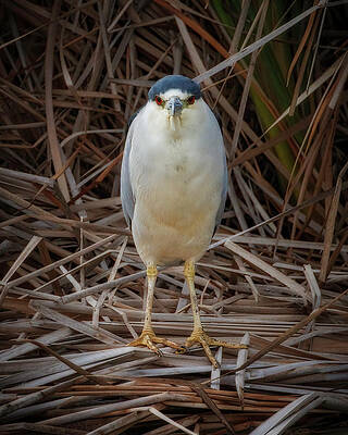 Wing Photograph - Night Heron by Joe Fisher