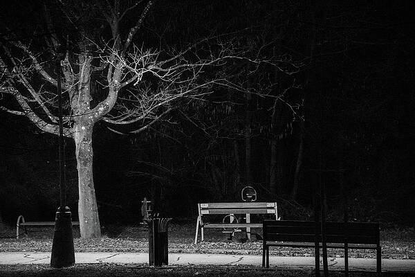 Nature Photograph - Night In The Park by Robert Grac