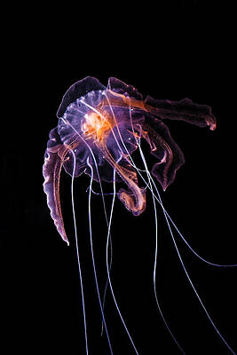 Wall Art featuring the photograph Nightlight - Mauve Stinger Jelly by KJ Swan