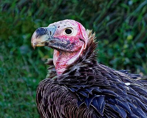 Wildlife Wall Art featuring the photograph Nightmare - Nubian Vulture by KJ Swan