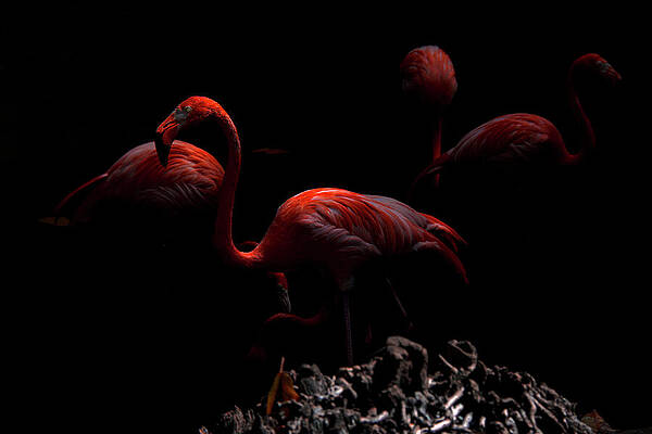 Wildlife Wall Art featuring the photograph Nightscape Flamingos by Vi Ray