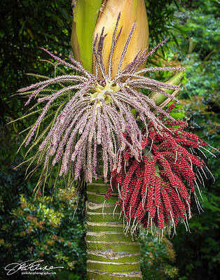 Vibrant Photograph - Nikau Palm Of New Zealand by Joe Fisher