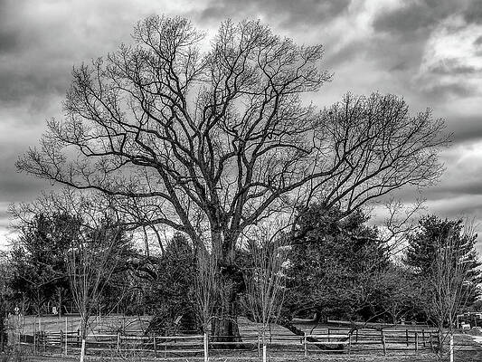 Sky Wall Art featuring the photograph NJ Champion The Brearley Oak by Louis Dallara