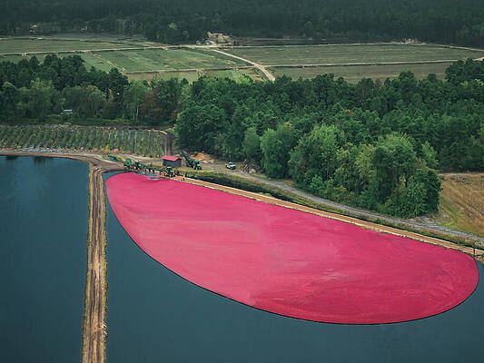 Nj  Cranberry Harvest Fall Print