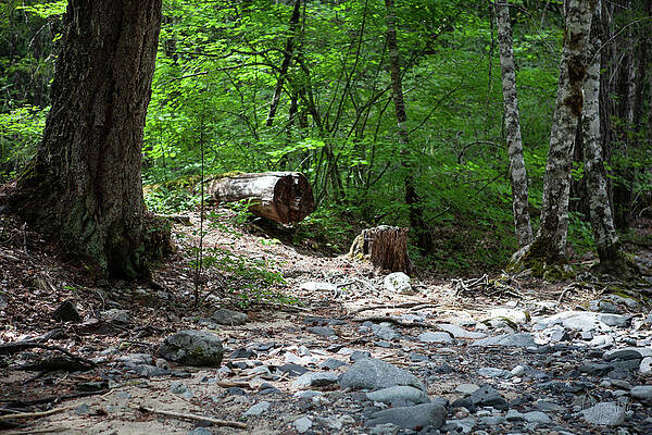 Wall Art featuring the photograph North Cascades River Bank On Highway 20 By Omashte by Omaste Witkowski