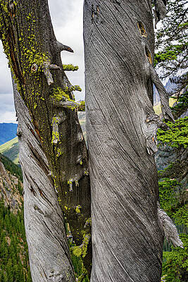 Nature Wall Art featuring the photograph North Cascades Trees by Tommy Farnsworth