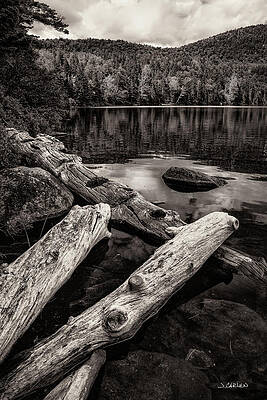 Tree Photograph - North Country by Jim Carlen