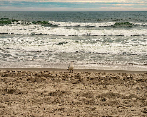 North Carolina Wall Art featuring the photograph North Myrtle Beach SC 001 by Flees Photos