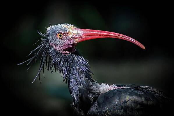Wisconsin Photograph - Northern Bald Ibis by Deb Beausoleil