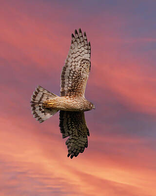 Wing Photograph - Northern Harrier Female At Sunset by Joe Fisher