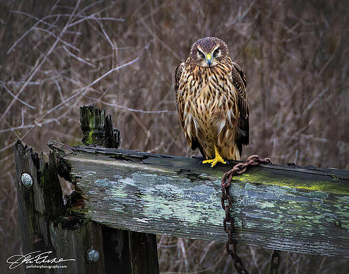 Hawk Perched on Weathered Wood Photograph