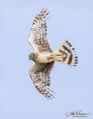 Wing Photograph - Northern Harrier Soaring by Joe Fisher