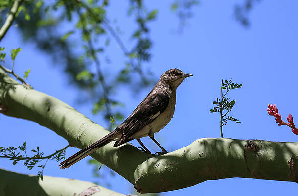 Desert Wall Art featuring the photograph Northern Mockingbird In Palo Verde Tree 2 by Dawn Richards
