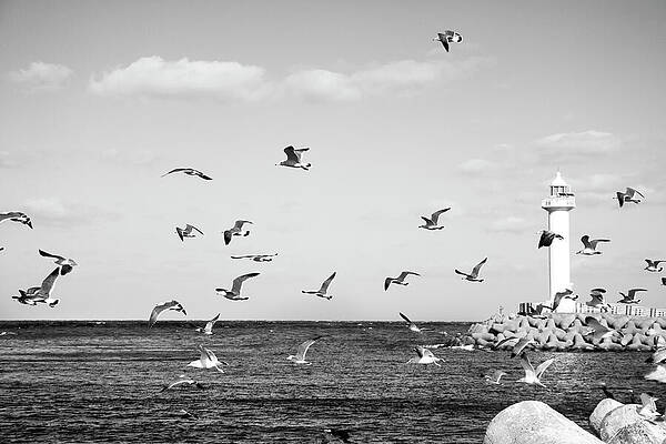 Seagulls and Lighthouse by the Sea Wall Art