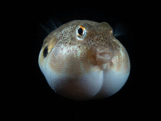 Underwater Wall Art featuring the photograph Northern Puffer by Brian Weber