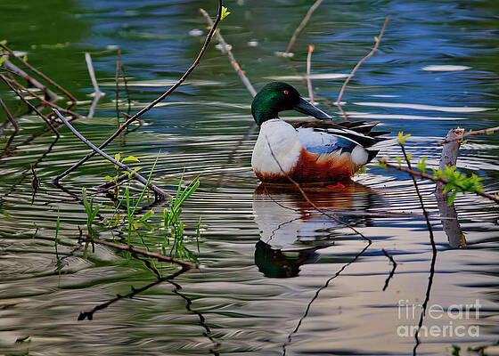 Wild Wall Art featuring the photograph Northern Shoveler by Thomas Nay