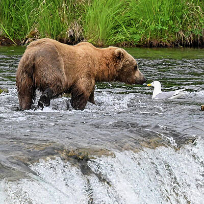 Wall Art featuring the photograph Nose To Nose by Harry Banks