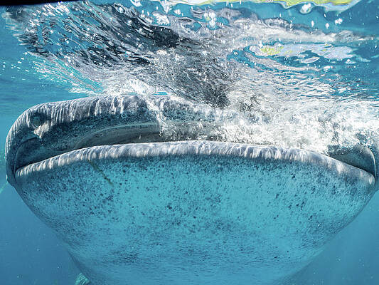 Fish Photograph - Nose To Nose With A Whale Shark by Brian Weber