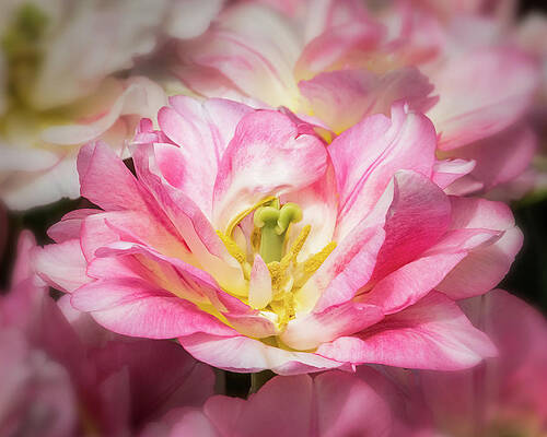 Flower Wall Art featuring the photograph Not Your Ordinary Tulip by Elvira Peretsman