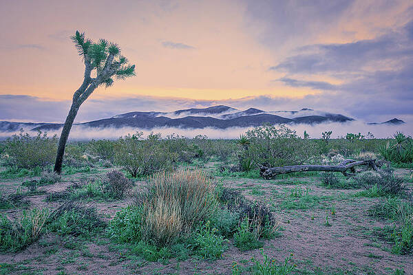 Wall Art featuring the photograph November 2020 Lone Joshua Tree by Alain Zarinelli