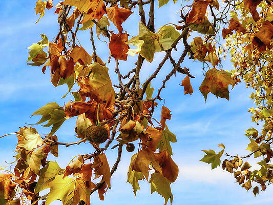 Wall Art featuring the photograph November Golden Leaves by Tatiana Travelways