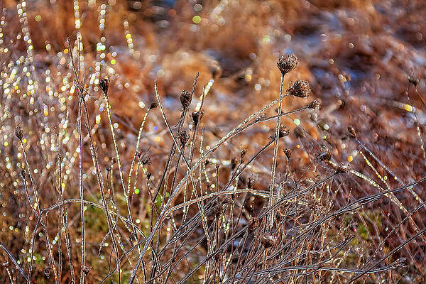 Winter Photograph - November Icy Weeds by Tatiana Travelways
