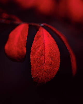 Photograph - November Red by Rich Kovach