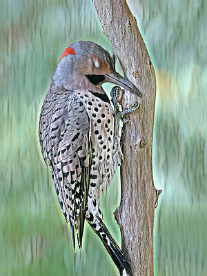 Now I Lay Me Down To Sleep Art Print by Gina Fitzhugh